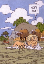 Je vous ai parlé des buffles&nbsp;?