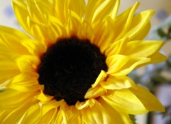 Tournesol